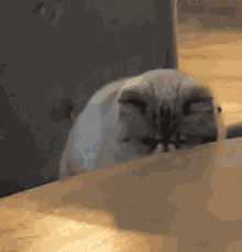 Cosmos Cat GIF