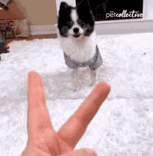 Walking The Pet Collective GIF