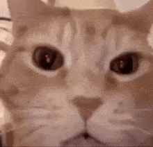 a close up of a cat laying on top of a bed .