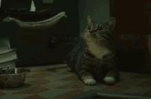 Nalesnik Hungry Cat GIF - Nalesnik Hungry Cat Cat GIFs