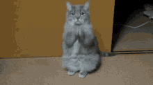 a cat sitting on its hind legs with the words " what the fuck are you doing " behind it