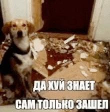 a dog is sitting on the floor next to a pile of cardboard and papers .