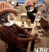 Cwif Catwifhat GIF - Cwif Catwifhat Cat GIFs