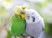 Parakeets Birds GIF - Parakeets Birds Cute GIFs