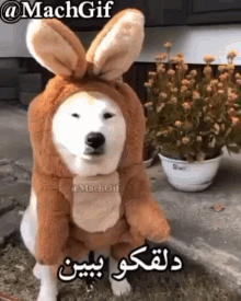 a dog wearing a kangaroo costume with bunny ears is sitting in front of a potted plant .