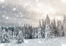 Winter Snow GIF - Winter Snow Tree GIFs