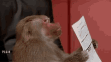 Monkey Reading GIF - Monkey Reading Telobosok GIFs