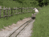 a horse is standing next to a train car on a train track