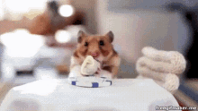 Hamster Cute GIF - Hamster Cute Cute Animals GIFs