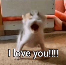 a cat is standing on its hind legs with its mouth open and says `` i love you '' .