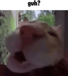 a close up of a cat with its mouth open and a caption that says ` ` guh ? ` `
