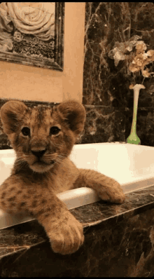 Lion Baby GIF - Lion Baby GIFs