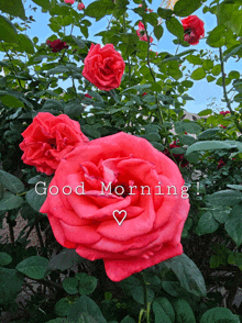 Good Morning Beautiful GIF - Good Morning Beautiful Beautiful Flowers GIFs