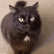 Funny Cat GIF - Funny Cat Cats GIFs