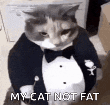 Fat Ass Cat In A Tuxedo Cat Image GIF