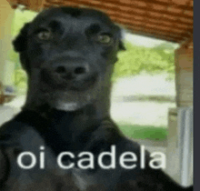 a black dog is looking at the camera with the words oi cadela written in white .