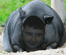 a man 's face is cut out of a pig 's face