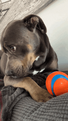 a dog laying on a couch next to an orange ball that says ' fetch ' on it
