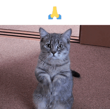 Pleas Please GIF - Pleas Please Cat GIFs