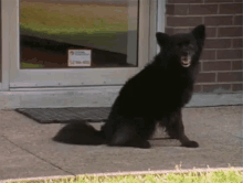 Disappear GIF - Dog Disappear Funny GIFs