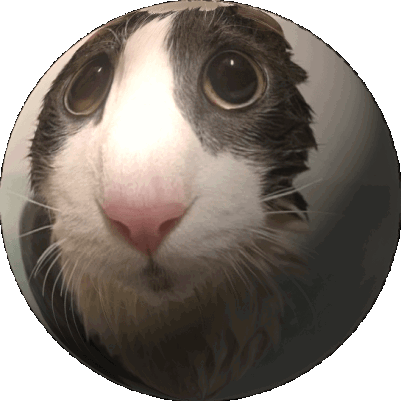 Soggy Cat Sticker - Soggy Cat Sphere - Discover & Share GIFs