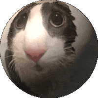 Soggy Cat Sticker - Soggy Cat Sphere Stickers