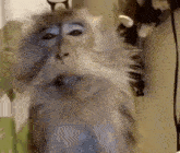 бибизяна бибизяны GIF - бибизяна бибизяны обезьяны GIFs
