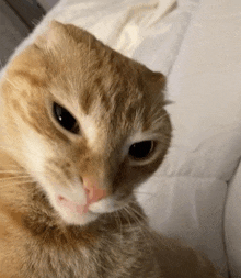 a close up of a cat 's face on a bed