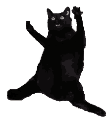 cat catdance
