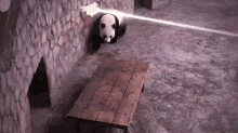 Panda Laser GIF - Panda Laser GIFs