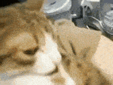 Cat Gato GIF - Cat Gato Mama GIFs
