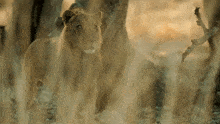 Lion Lioness GIF - Lion Lioness African Lion GIFs