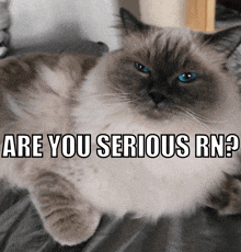 a cat laying on a bed with the words " are you serious rn "