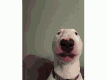 Dracuryan Perro GIF - Dracuryan Perro Dog GIFs