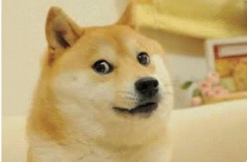 Doge Dogecoin GIF - Doge Dogecoin - Discover & Share GIFs