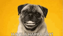 Have A Great Day Funny GIFs | Tenor