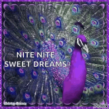 Good Night Sweet Dreams GIF - Good Night Sweet Dreams Peacock GIFs