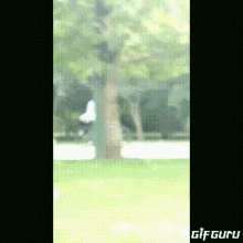 a blurry picture of a tree in a park with the words gif guru below it