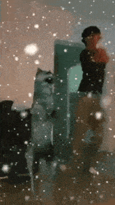 a man is standing next to a dog standing on its hind legs .