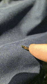 a person is pointing at a small bug on a piece of fabric .