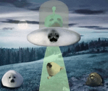 a group of seals are being abducted by an ufo