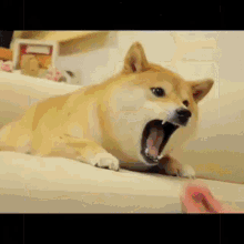 Doge Doge Meme GIF - Doge Doge Meme Doge Lore GIFs