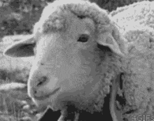 Deal With It Deal With Sheep GIF
