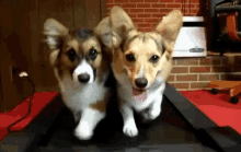 Puppy Treadmill GIF - Puppy Corgi Tredmill GIFs