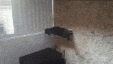 a black and white dog laying on a tiled wall
