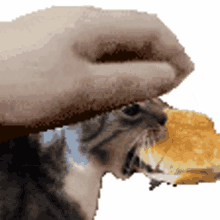 plub cat burger burger cat petpet