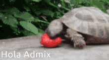 Turtle Eating GIF - Turtle Eating Cute Animals GIFs