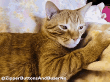 Zipperbuttonandbusterno Cat GIF