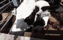 a black and white cow with a tag on its ear that says ' i ' on it