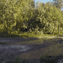 a muddy field with trees in the background and a puddle in the middle